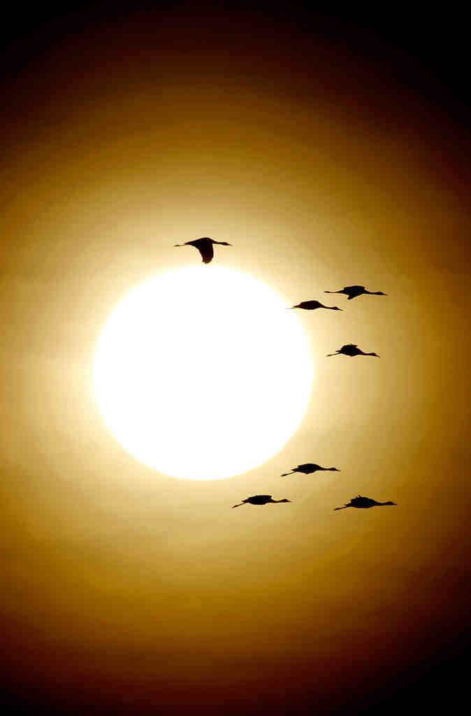 Sandhill cranes in Arizona